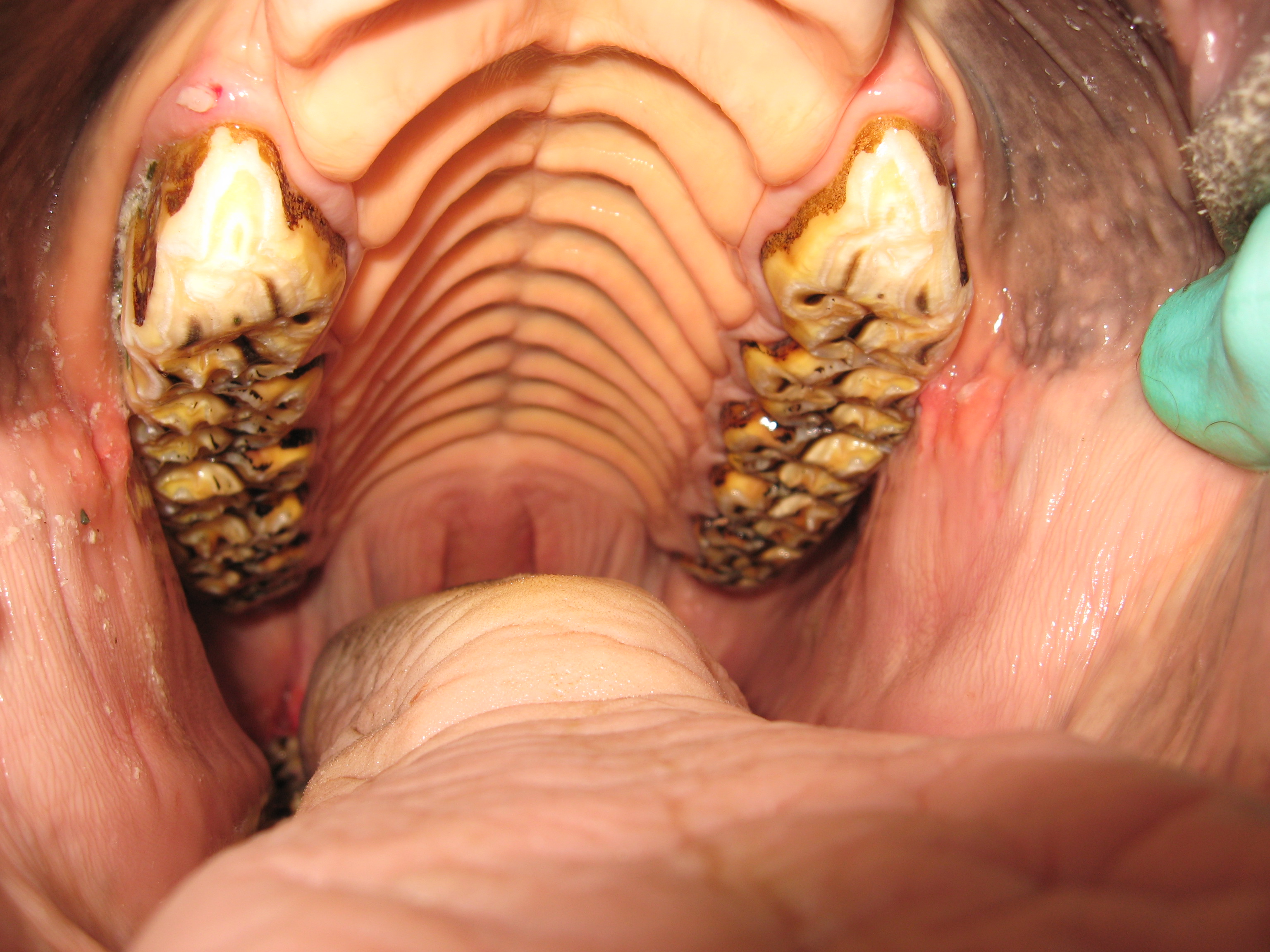 Image of mouth after a float procedure at Valley Veterinary Hospital